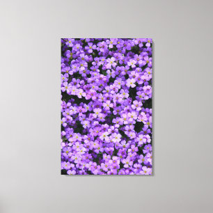 Violets Canvas Print Violet Flowers Spring