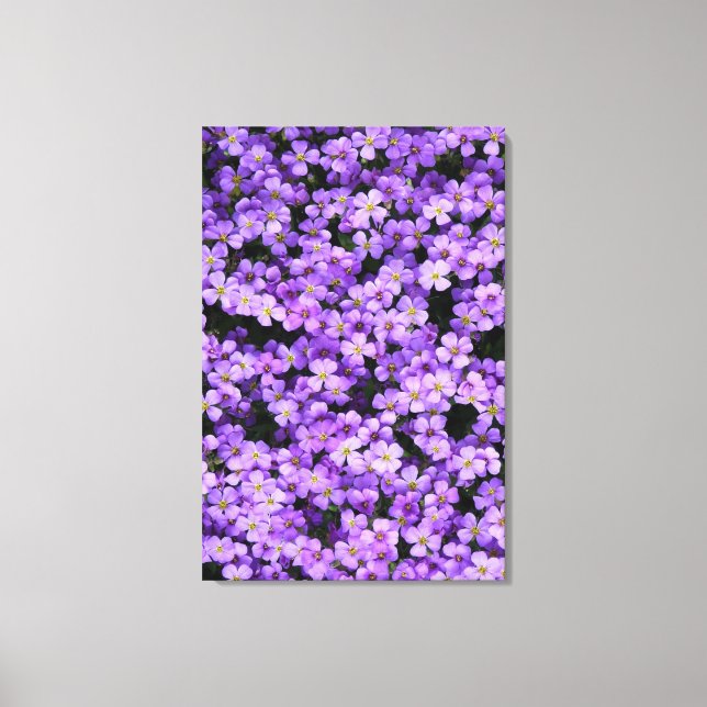 Violets Canvas Print Violet Flowers Spring (Front)