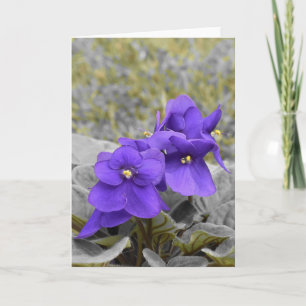 Violets Card