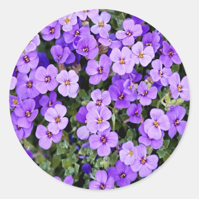 Violets Classic Round Sticker (Front)