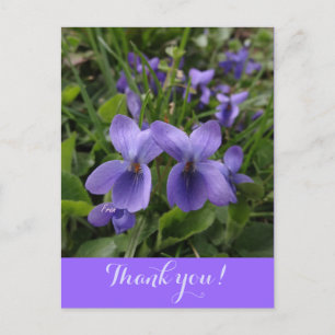 violets postcard