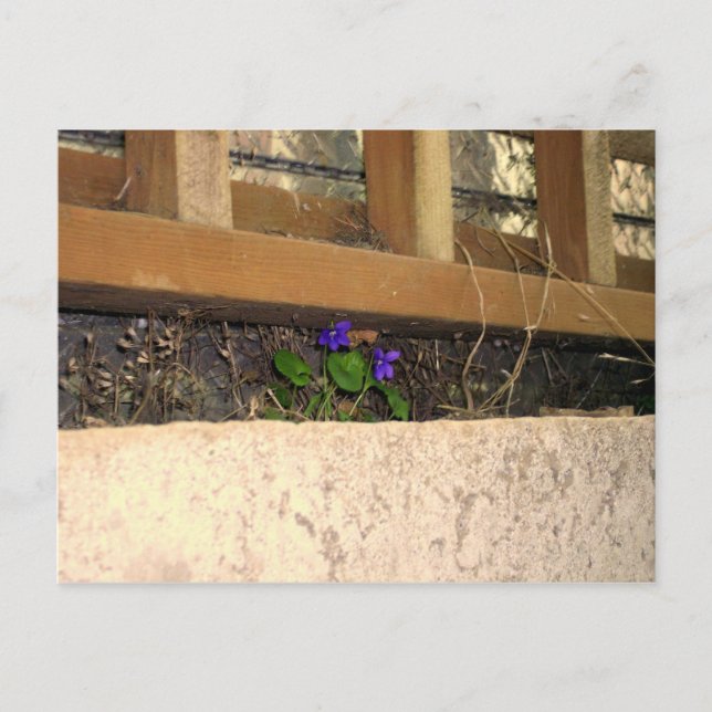 Violets postcard (Front)