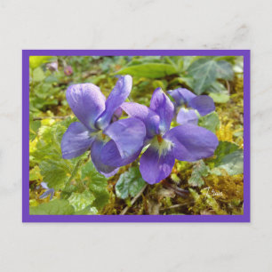 violets postcard