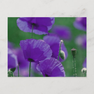 violett Mohn Art Postcard