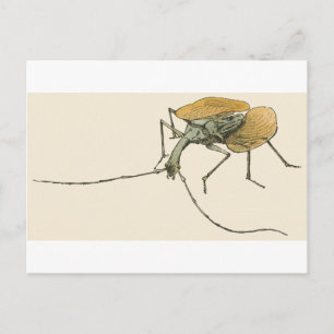 Violin Beetle Postcard