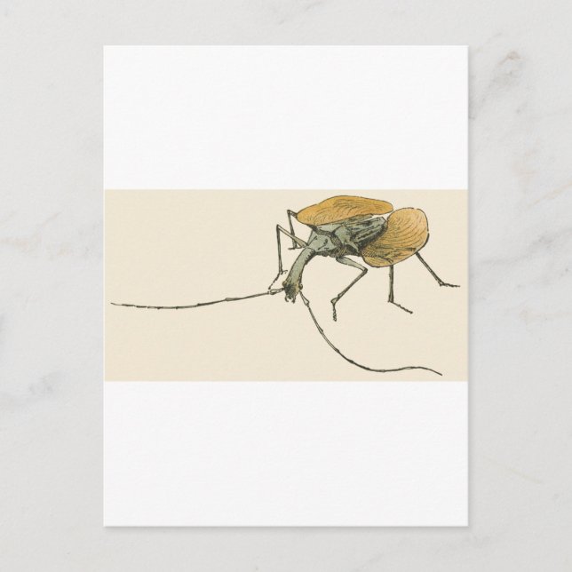 Violin Beetle Postcard (Front)