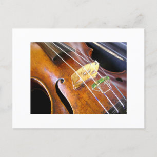 Violin Closeup Postcard