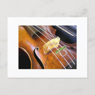 Violin Closeup Postcard