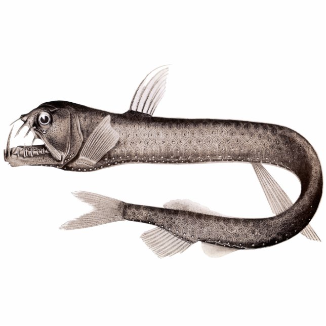 Viperfish Cutout Magnet/Sculpture Photo Sculpture Magnet (Front)