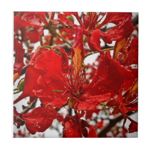 Virgin Islands Tropical Red Flamboyant Flowers Tile