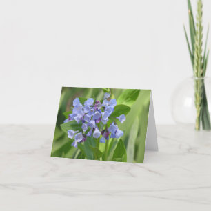 Virginia bluebell (Mertensia virginica) card