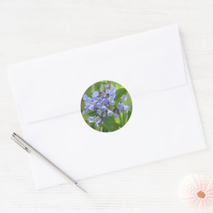 Virginia Bluebell (Mertensia virginica) sticker