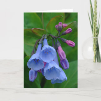 Virginia Bluebells, Card