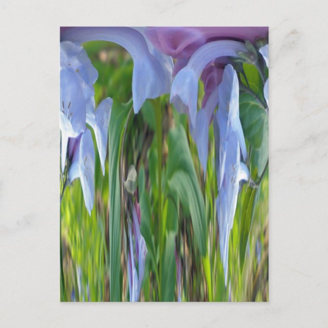 Virginia Bluebells Coordinating Items Postcard (Front)