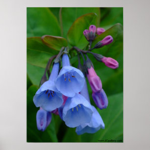 Virginia Bluebells, Poster