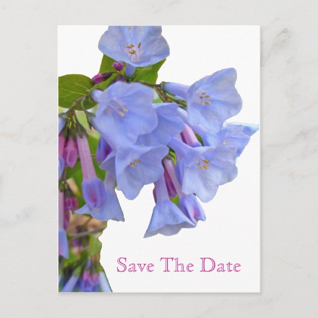 Virginia Bluebells Save the Date Announcement Postcard (Front)