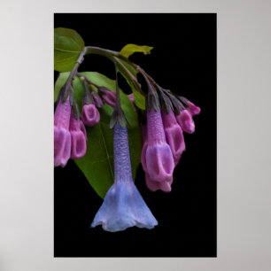 Virginia Bluebells Wildflower Poster