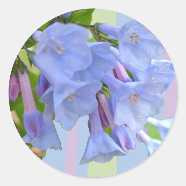 Virginia Bluebells Wildflower Sticker (Front)