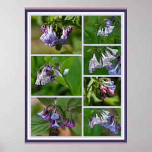 Virginia Bluebells Wildflowers Poster