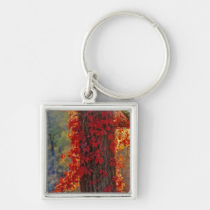 Virginia Creeper bright red in autumn at Key Ring