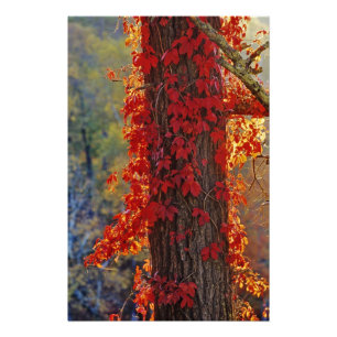 Virginia Creeper bright red in autumn at Photo Print