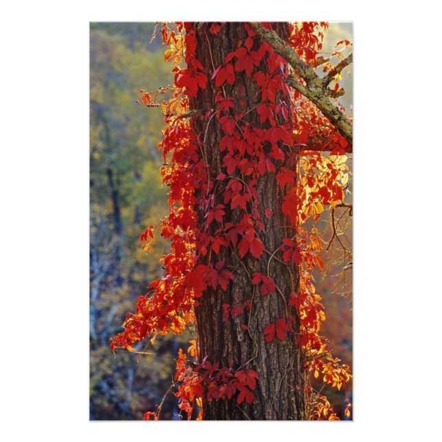 Virginia Creeper bright red in autumn at Photo Print (Front)