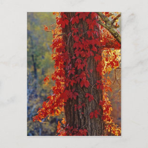Virginia Creeper bright red in autumn at Postcard