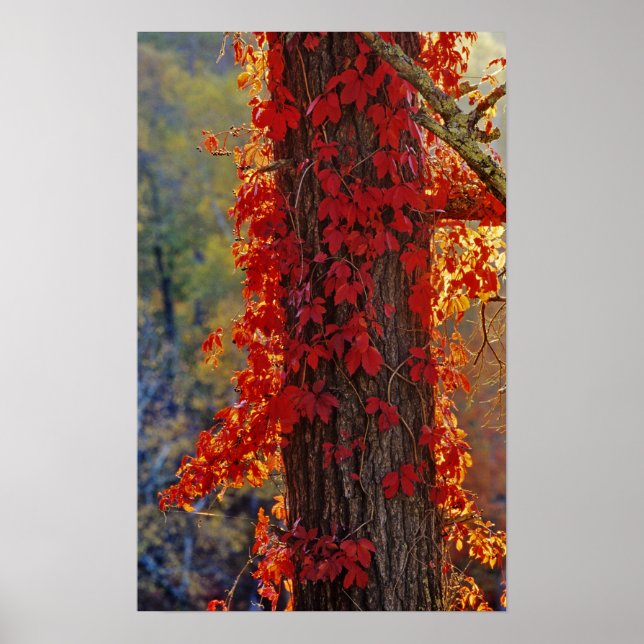 Virginia Creeper bright red in autumn at Poster (Front)