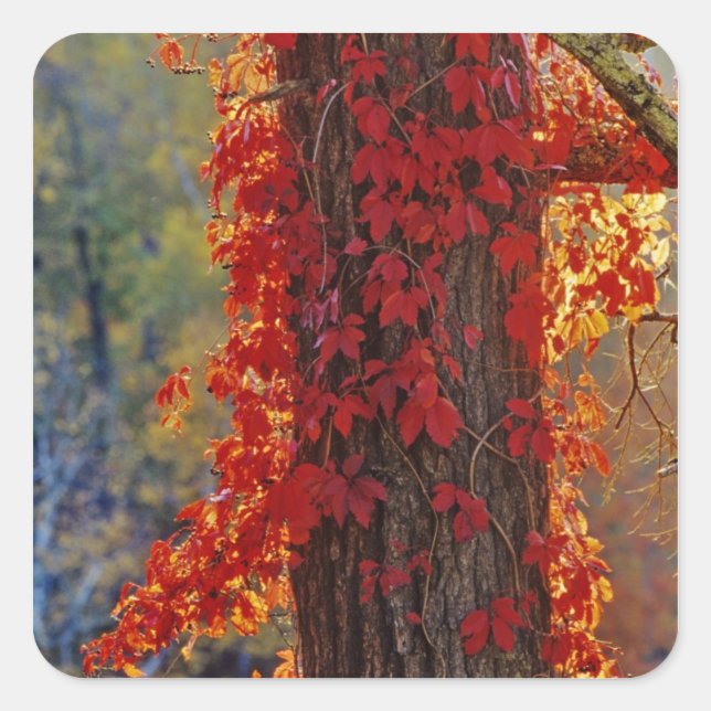 Virginia Creeper bright red in autumn at Square Sticker (Front)