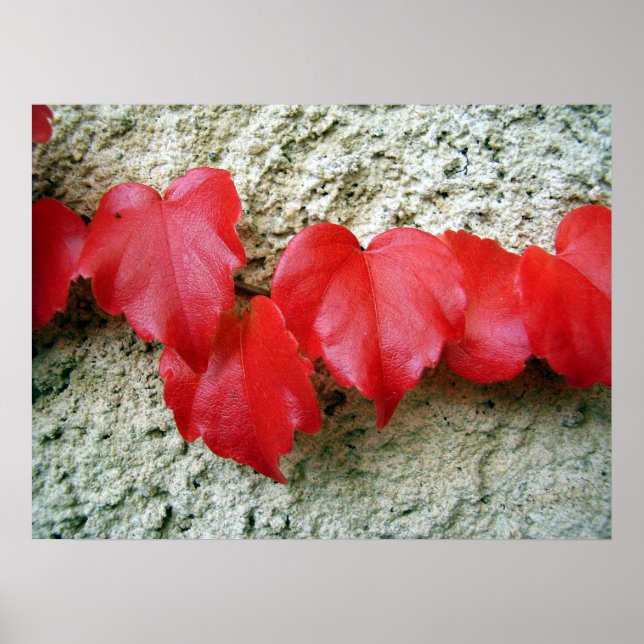 Virginia Creeper Leaves Poster (Front)