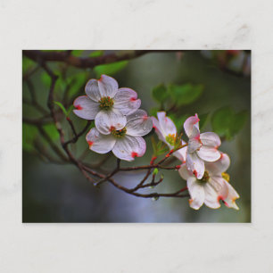 Virginia Dogwood Postcard