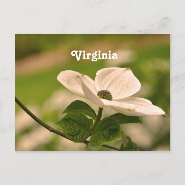 Virginia Dogwood Postcard (Front)