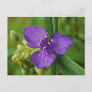 Virginia Spiderwort Flower postcard
