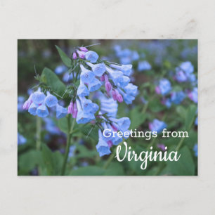 Virginia State Bluebell Flowers Postcard