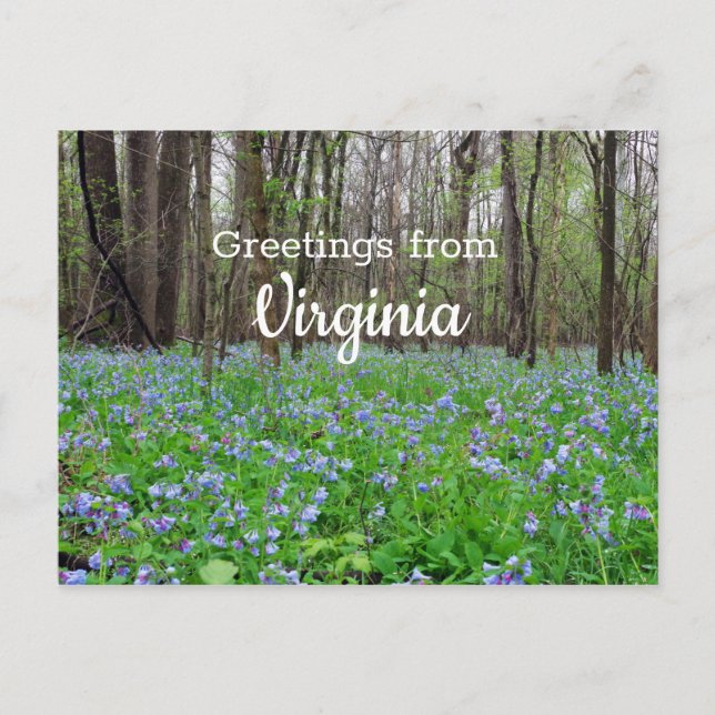 Virginia State Bluebell Flowers Postcard (Front)