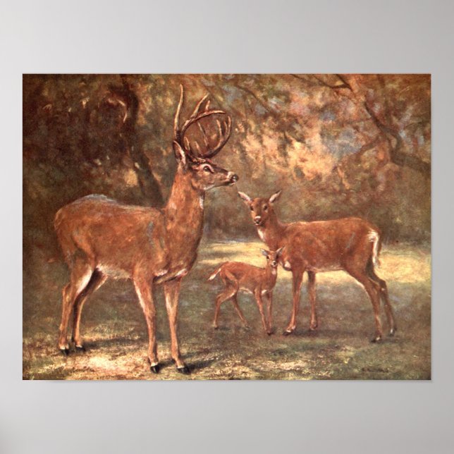 Virginian Deer, aka White Tailed Deer by CE Swan Poster (Front)
