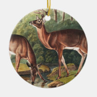 Virginian Deer (Cervus Virginianus) Illustration