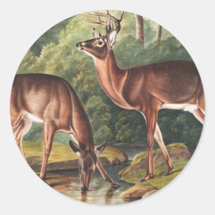 Virginian Deer (Cervus Virginianus) Illustration Classic Round Sticker