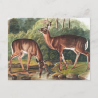 Virginian Deer (Cervus Virginianus) Illustration