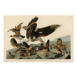 Virginian Partridge, Audubon's Birds of America Photo Print