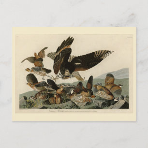 Virginian Partridge, Audubon's Birds of America Postcard