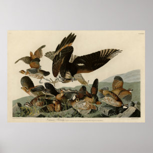 Virginian Partridge, Audubon's Birds of America Poster