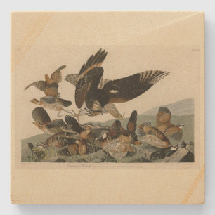 Virginian Partridge, Audubon's Birds of America Stone Coaster