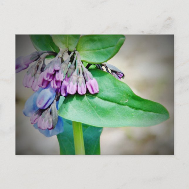 Virginina Bluebells Postcard (Front)