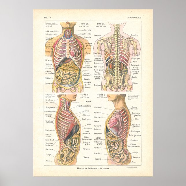 Viscera & Abdominal Anatomy Poster French (Front)