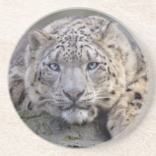 Vishnu Snow Leopard Coaster