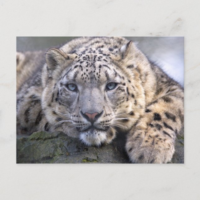Vishnu Snow Leopard Postcard (Front)