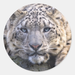 Vishnu Snow Leopard Sticker