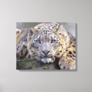 Vishnu Snow Leopard Wrapped Canvas Print