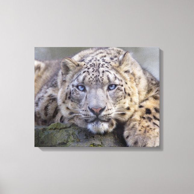 Vishnu Snow Leopard Wrapped Canvas Print (Front)